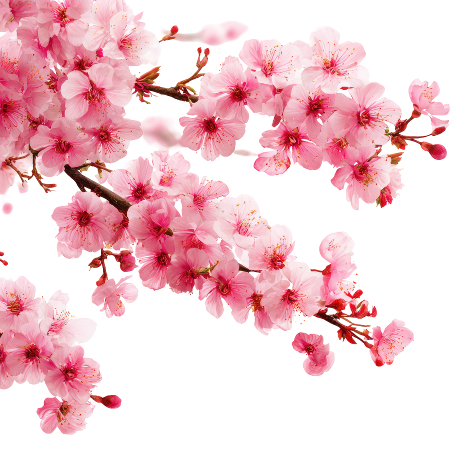 Cành đào hồng
